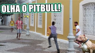 PEGADINHA  OLHA O PITBULL  MANDE A SUA 76 [upl. by Ninehc324]