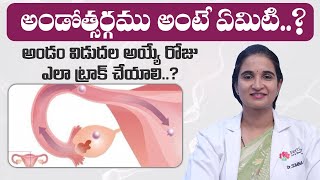 What is Ovulation  Menstuation  Fertilica IVF [upl. by Airb]