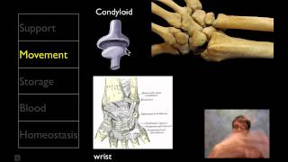 The Skeletal System [upl. by Arbma]