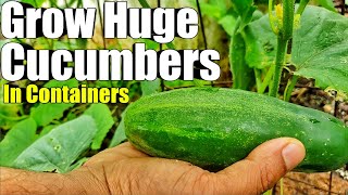 Grow Cucumbers in a Bucket Container Growing Guide  Trinidad and Tobago [upl. by Adihaj]