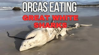 Why Orcas Are Eating Great White Sharks [upl. by Tandi]