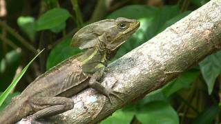 Basiliscus vittatus Brown basilisk  Basilisco o Charancaco male  macho Video 02 [upl. by Longmire]