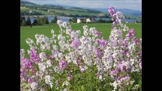 Den blomstertid nu kommer [upl. by Naida]