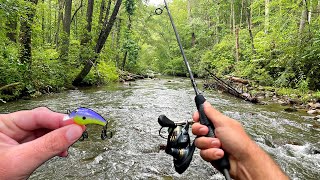 Multi Species Creek Fishing in Mountain Stream [upl. by Enitnelav]