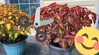 Trimming Coleus is how to grow a MEGA COLEUS PLANTERS Heres How [upl. by Yragerg436]