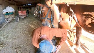 OUR SUFFOLK PUNCH STALLIONS FIRST TIME BEING SHOD  Draft Horse Training 462 [upl. by Figge33]