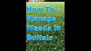 How To Spray Weeds In Buffalo Lawn Lawn Spraying Service Lawn Treatment Buffalo Lawn Care [upl. by Jessa]