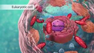 Biology Cell Structure I Nucleus Medical Media [upl. by Ynar]