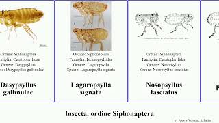 Insecta ordine Siphonaptera canis felis fasciatus penetrans Ctenocephalides Society signata Pulex [upl. by Auhsohey588]