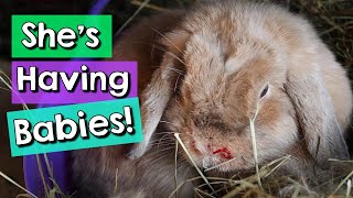 Rabbit Giving Birth  Bunny Pregnancy Care Tips [upl. by Notsew]