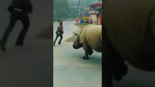 Rhino Unbelievable Stregth  Flip A Car Like A Toy [upl. by Scriven750]