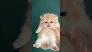 baby cat meowing 😻 catopiacorner [upl. by Payton758]