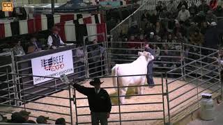 Ohio Beef Expo Shorthorn Sale Columbus OH March 2024Mar16092610 [upl. by Sivrad32]