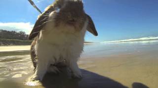 Rabbit at the beach [upl. by Merrielle]