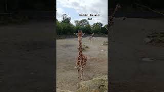 Bank Holiday in Ireland animals zoo holiday ireland travel [upl. by Nnaeus]