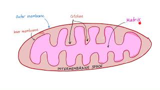 The Mighty Mitochondria  TCA cycle ETC Biology Anatomy Physiology Histology [upl. by Yot689]