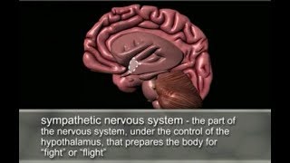 Wellness Coping with Stress  Brain Anatomy Anatomy of the Human Brain [upl. by Cordelia]