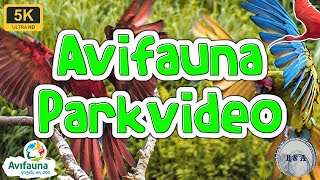 Avifauna Parkvideo 5K 60fps [upl. by Allenrac]