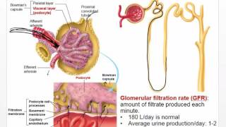 Chapter 25 and 26 Video Disorders of Renal Function [upl. by Enwad]