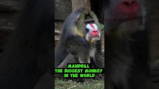 Mandrill  The Biggest Monkey In The World [upl. by Blumenthal]