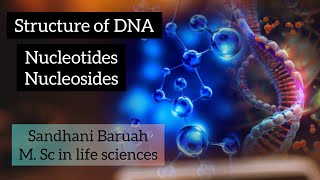 Structure of DNA nucleotides and nucleosides Molecular basis of inheritance [upl. by Peih]