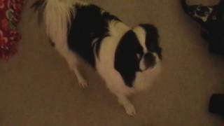 My Japanese Chin Singing [upl. by Wj]