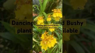 Dancing girl orchid Bushy plant and single plant  Flowering plant  onlinesale dancinggirl [upl. by Nawak]