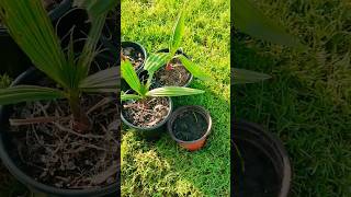 Washingtonia robusta seedlings [upl. by Sopher]