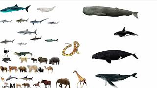 Vertebrates Size Comparison Animals Sea Creatures and Others without music [upl. by Crotty133]