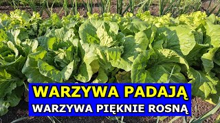 Mój Piękny Ogród Warzywny Czosnek Pada Cebula Pada Warzywa Pięknie Rosną Pomidory Ogórki Uprawa [upl. by Nyrhtak]