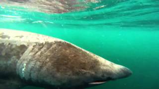 Basking Shark  Gunna Sound Scotland [upl. by Atimad]