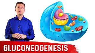 What Is Gluconeogenesis – Dr Berg [upl. by Samoht]