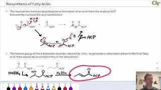 Biosynthesis of Fatty Acids [upl. by Oraneg]