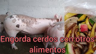 CÓMO engordar CERDOS con alimentos ALTERNATIVOS [upl. by Son]