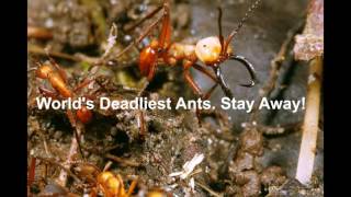 Siafu ants Eat Everything Worlds Deadliest Driver Ants Stay Away [upl. by Bal]