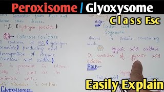 Peroxisome  Glyoxysome  Structure  Class 11 Biology [upl. by Netsoj386]