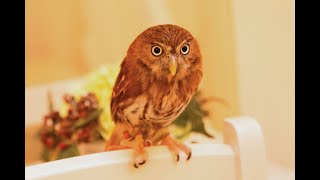 The worlds smallest owl  Ferruginous Pygmy Owl  Name  SHRIMP [upl. by Vitale697]