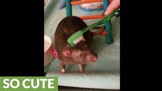 Pet rat really loves to be pampered [upl. by Benton]