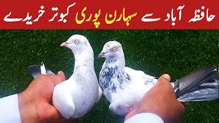 Bought saharanpuri pigeon  Shopping of Saharanpuri Pigeons from Hafizabad  amjadaliofficial528 [upl. by Orips]