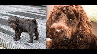 Labradoodle Puppy from 10Wks Old to 1 Year Old [upl. by Woodford370]