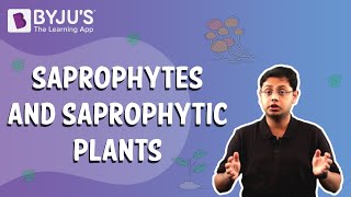 Saprophytes and Saprophytic Plants [upl. by Akialam]