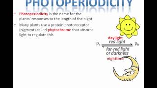 Photoperiodism IB Biology [upl. by Chastity454]