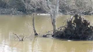 Roanoke River Updates Shad amp Rockfish Roanoke river Weldon NC Rockfish Capital of the world [upl. by Talich919]