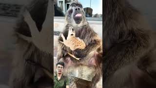 Please support 🙏🙏 🥺 baboon funny cuteanimals shorts [upl. by Mareah278]