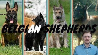 Difference Between Belgian Shepherds  Malinois  Laekenois  Tervuren  Groenendael [upl. by Caves]