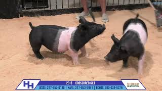 205 CROSSBRED GILT  Heimer Hampshires Sept 23 2024 Sale [upl. by Cotter]