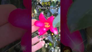 겨울꽃 동백꽃 camellia flower 동백아가씨 홍지윤 [upl. by Ury]