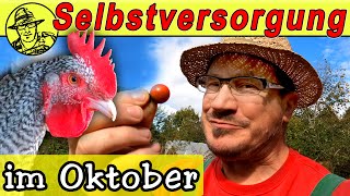 Der SelbstversorgerGarten im Oktober Stecklinge schneiden Aussaat im Oktober und Hühner füttern [upl. by Inail]