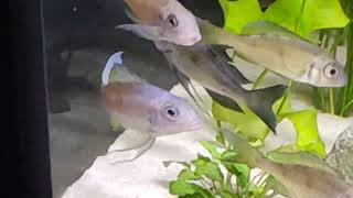 Ophthalmotilapia Ventralis quot Chituta quot [upl. by Haidadej]