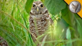 A Rare Glimpse of the Burrowing Owl [upl. by Benedikta469]